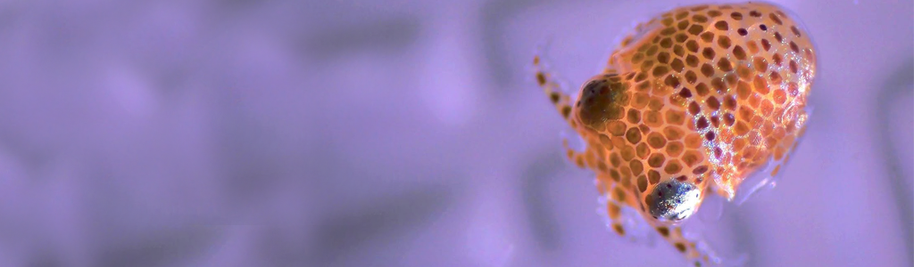 A hatchling bobtail squid