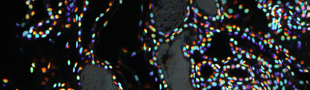 Depth color coded micrograph of an organ in the bobtail squid